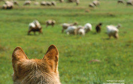 Wolf kijkt naar schapen