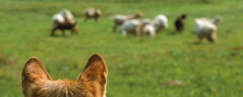 Wolf kijkt naar schapen