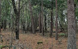 Huidige bos in de Maashorst SUPERB