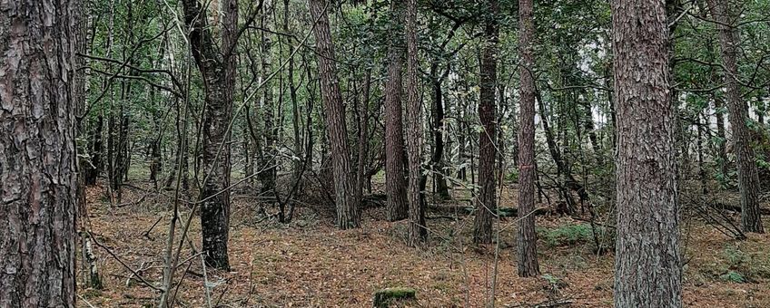 Huidige bos in de Maashorst SUPERB