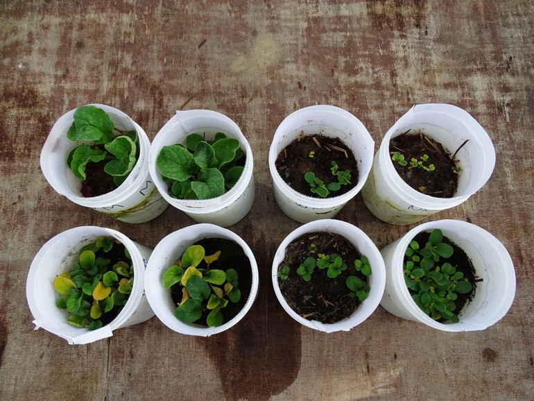 Het wormenexperiment met rucola. Boven de Marsbodem simulant, onder de aardse zilverzand controle, met van links naar rechts toevoeging van wormen en varkensmest, alleen varkensmest, alleen wormen en geen toevoegingen. Aan alle grond in de potten is organisch materiaal toegevoegd