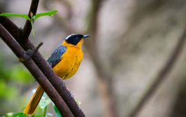 Jeff Krause (Flickr CC BY-NC-ND 2.0 DEED) Snowy-headed Robin Chat