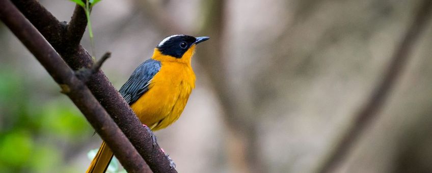 Snowy-headed Robin Chat