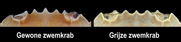 Kenmerken van de Gewone zwemkrab (links): schild glad en egaal van kleur, drie tanden tussen de ogen, waarvan de middelste langer is dan de twee buitenste. Kenmerken van de Grijze zwemkrab (rechts): schild meestal gemarmerd, drie gelijke puntige tanden tussen de ogen