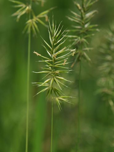 Ook Slofhak, een gras dat zeer sterk is achteruitgegaan in Nederland, is onlangs gesignaleerd op de pleegakkers