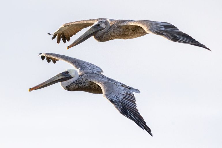 Pelicans