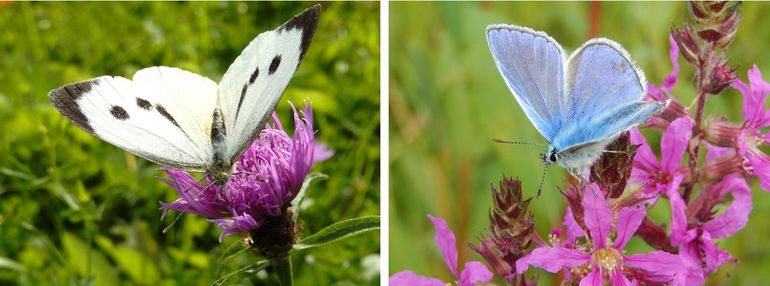 Lokaal aangepaste soorten: groot koolwitje en icarusblauwtje