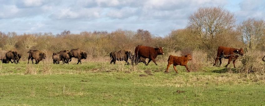 Wisenten jagen rode geuzen weg.