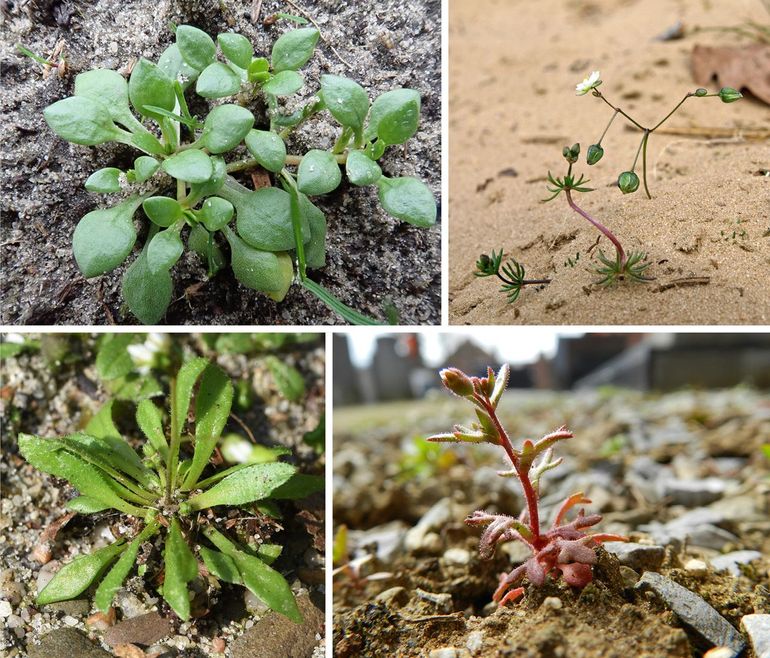 Winterannuellen, van linksboven naar rechtsonder: Klein bronkruid, Heidespurrie, Vroegeling & Kandelaartje.