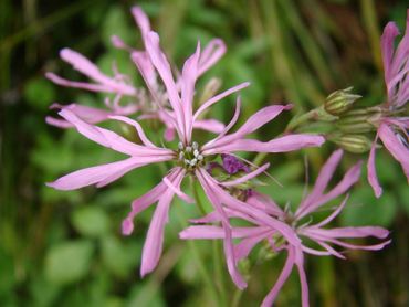 Echte koekoeksbloem in Hortus Nijmegen