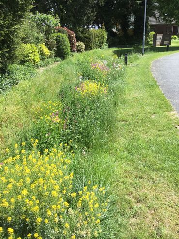 Bloemrijke wadi in berm Hoog-Keppel, gemeente Bronckhorst