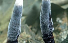 Menno Boomsluiter Xylaria arbuscula