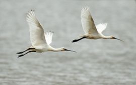 Platalea leucorodia. Lepelaar