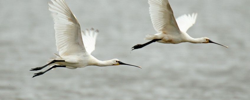 Platalea leucorodia. Lepelaar