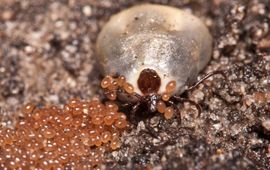 Volgezogen eileggende schapenteek (Ixodes ricinus
). Voor gebruik contact opnemen met hans.smid@wur.nl