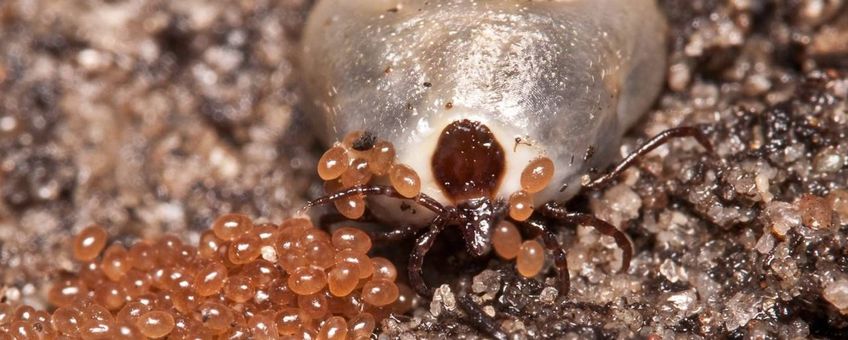 Volgezogen eileggende schapenteek (Ixodes ricinus
). Voor gebruik contact opnemen met hans.smid@wur.nl