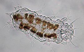 Frans W. Roza Microscopische opname van een Nederlands exemplaar van het Vulpenstekel strandbeerdiertje. De karakteristieke stekel bij de staart is linksboven in de foto te zien