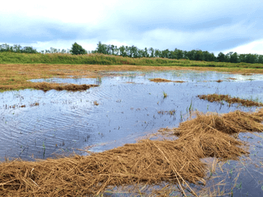 Vernatting van de Oostelijke Binnenpolder Tienhoven