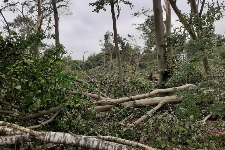 Omgevallen bomen in Leersum
