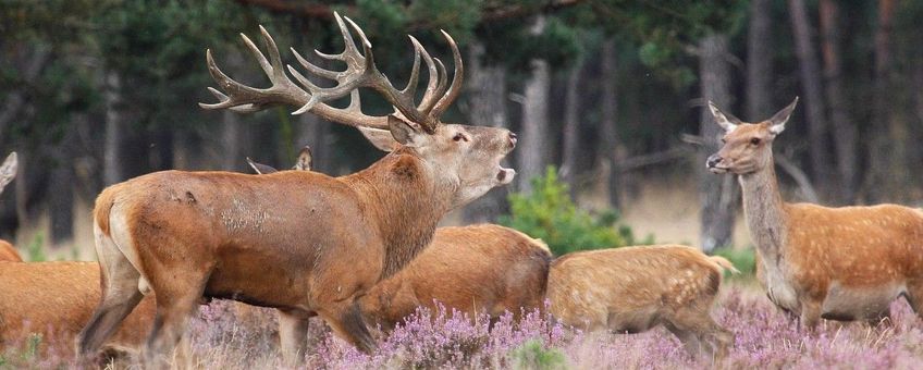 Cervus elaphus, Edelhert