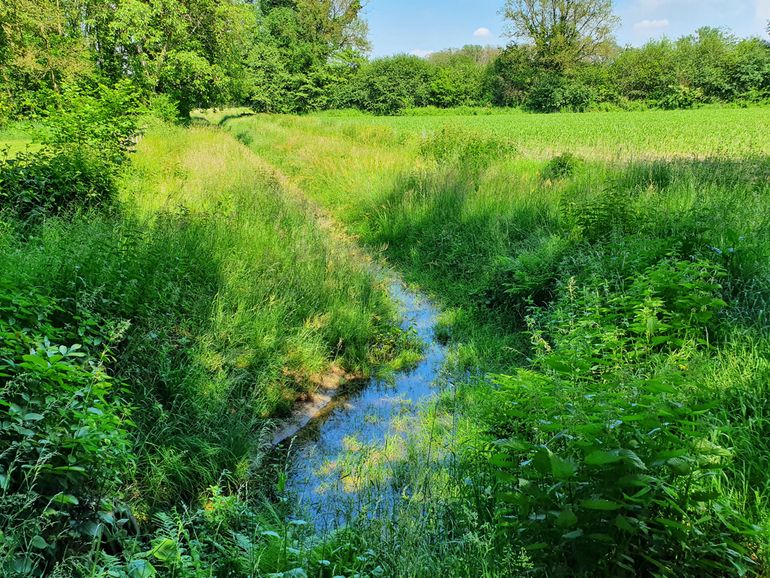 De stromende sloot waar de paarse driestaart is ontdekt. Er is veel watervegetatie aanwezig. Wie weet zijn dergelijke sloten en beken op meer plekken in de Achterhoek geschikt voor zeldzame eendagsvliegen