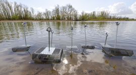 De bolle stroommosselen staan in de oeverzone klaar om uitgezet te worden.