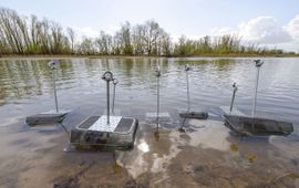 De bolle stroommosselen staan in de oeverzone klaar om uitgezet te worden.