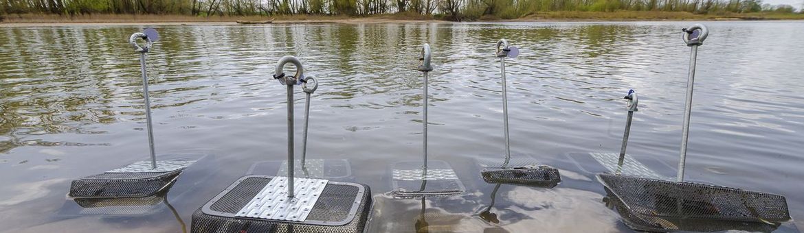 De bolle stroommosselen staan in de oeverzone klaar om uitgezet te worden.