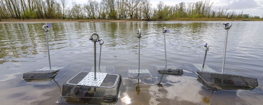 De bolle stroommosselen staan in de oeverzone klaar om uitgezet te worden.