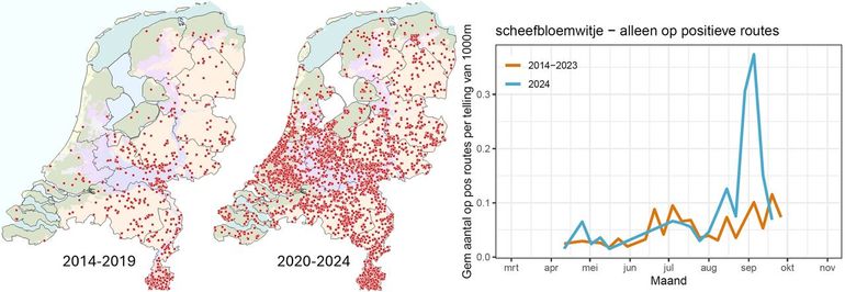 Waarnemingen van het scheefbloemwitje in twee perioden en het gemiddeld aantal scheefbloemwitjes in de routes van het meetnet, waarbij de sterke piek in de nazomer opvalt