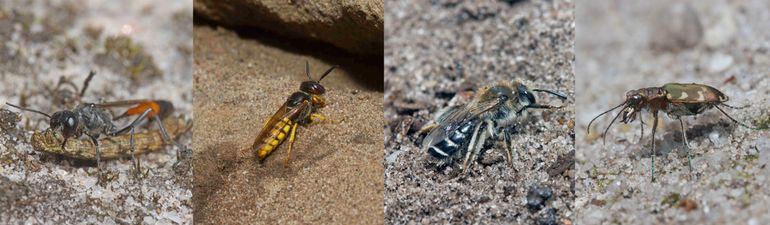 Enkele voorbeeldsoorten die afhankelijk zijn van kaal zand op heideterreinen: gewone rupsendoder, bijenwolf, zilveren zandbij en basterdzandloopkever