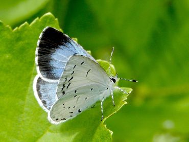 Vrouwtjes van het boomblauwtje hebben een grote donkere vleugelpunt