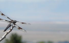 Kars Veling eight-spotted skimmer - primair