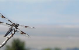 eight-spotted skimmer - primair