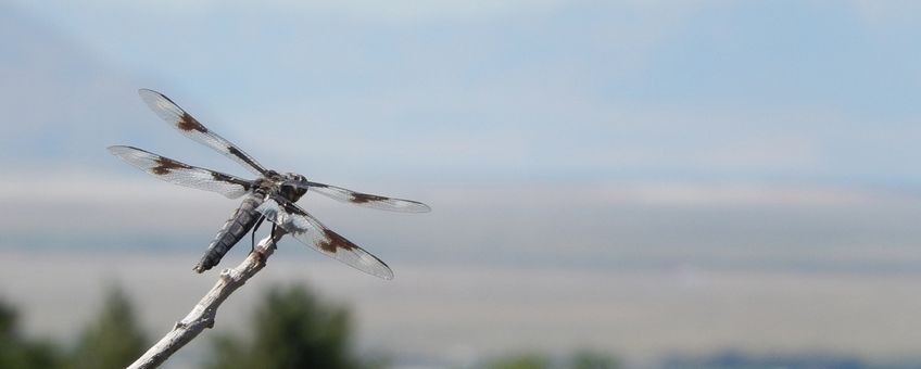 eight-spotted skimmer - primair