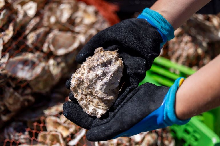 Oude oesterschelpen bieden een harde ondergrond aan talloze jonge oesters