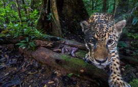 Emmanuel Rondeau, WWF Frankrijk Jaguar lead