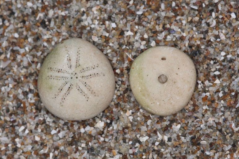 Zeeboontjes op het strand, links de bovenkant en rechts de onderkant