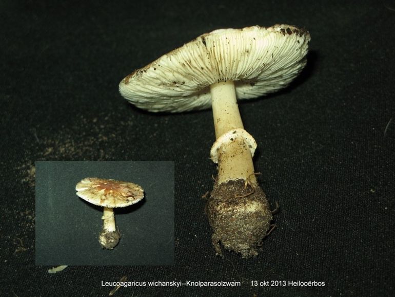 Knolchampignonparasol