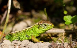 Lacerta agilis. Zandhagedis