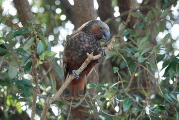 Kaka, an endangered parrot species endemic to New Zealand