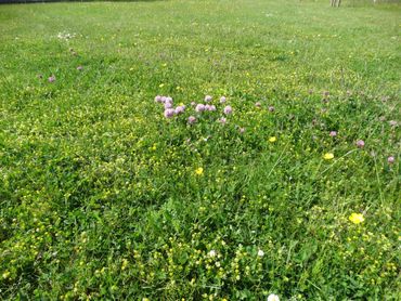 Als er sprake is van voortplanting van bijvoorbeeld vlinders, dan is gefaseerd beheer aanbevolen. Dan wordt niet alles gemaaid, maar blijft er een deel overstaan