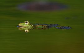 Groene kikker