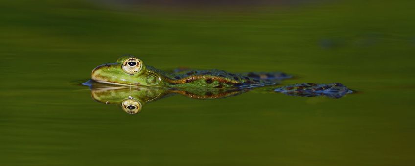 Groene kikker