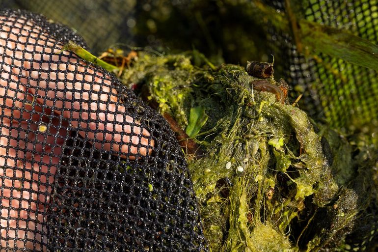Sietze vindt met zijn schepnet een kleine watersalamander