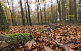 Beukenbos in de herfst