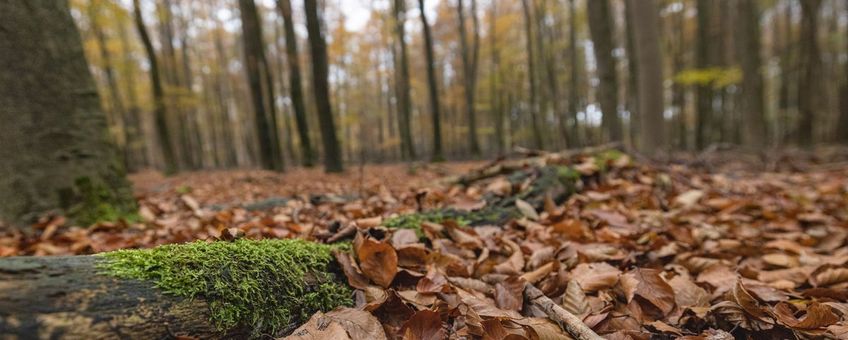 Beukenbos in de herfst