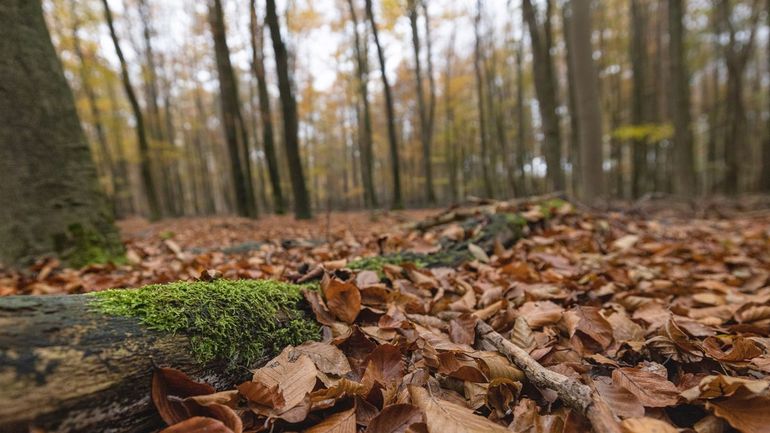 Een beukenbos in de herfst
