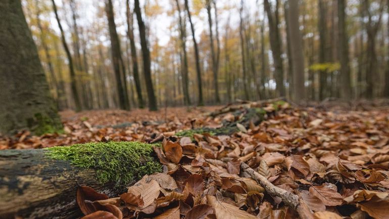 Een beukenbos in de herfst