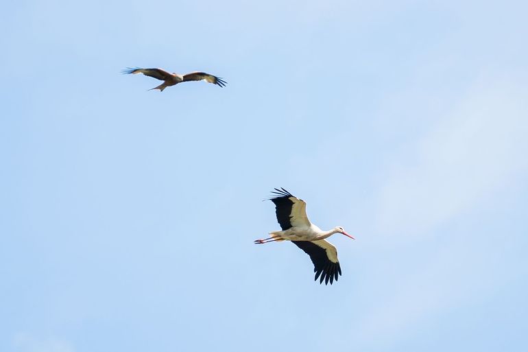 De zomerdroogte heeft ook veel effect op dieren. Ook hier zijn er soorten die profiteren &eacute;n die het zwaar hebben. Als waterplassen droogvallen gaat het voortplantingswerk van vissen en amfibie&euml;n van dat jaar verloren, en daarmee een nieuwe generatie. Ook sterven er veel vissen, maar dat is weer een feest voor de reigers en ooievaars. Het trekt zelfs wouwen aan